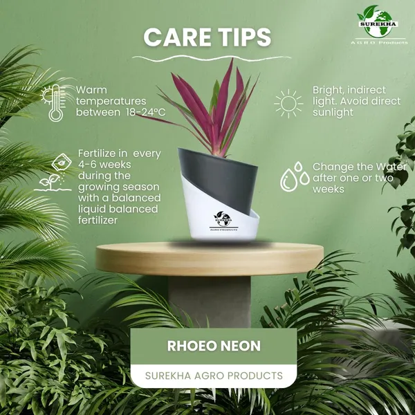 Rhoeo_Neon_Plant_With_Self_Watering_Pot