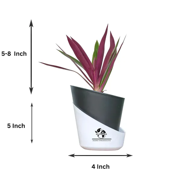 Rhoeo_Neon_Plant_With_Self_Watering_Pot