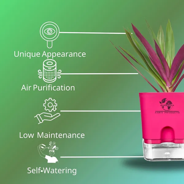 Rhoeo_Neon_Plant_With_Self_Watering_Pot
