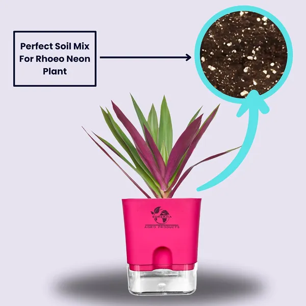 Rhoeo_Neon_Plant_With_Self_Watering_Pot