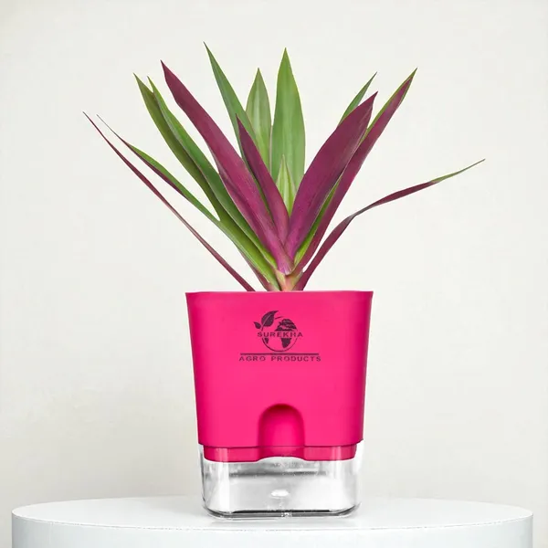 Rhoeo_Neon_Plant_With_Self_Watering_Pot