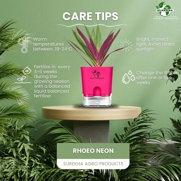 Rhoeo_Neon_Plant_With_Self_Watering_Pot