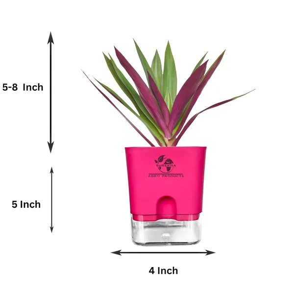 Rhoeo_Neon_Plant_With_Self_Watering_Pot