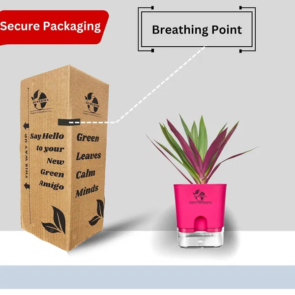 Rhoeo_Neon_Plant_With_Self_Watering_Pot