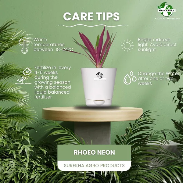 Rhoeo__Neon_Plant_With_Self_Watering_Pot