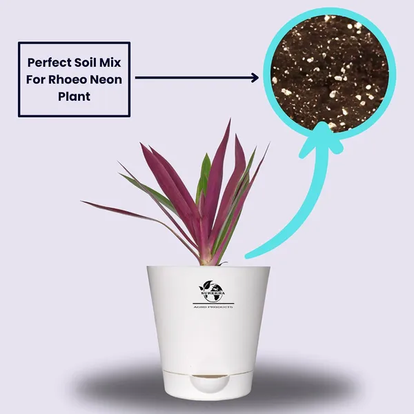 Rhoeo__Neon_Plant_With_Self_Watering_Pot