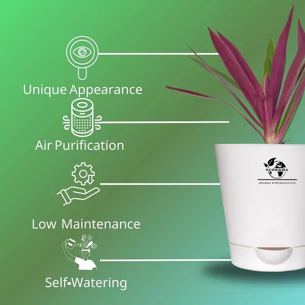 Rhoeo__Neon_Plant_With_Self_Watering_Pot