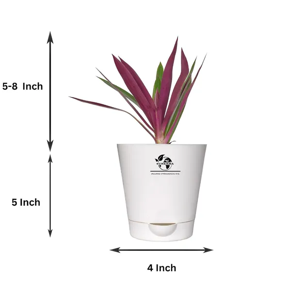 Rhoeo__Neon_Plant_With_Self_Watering_Pot