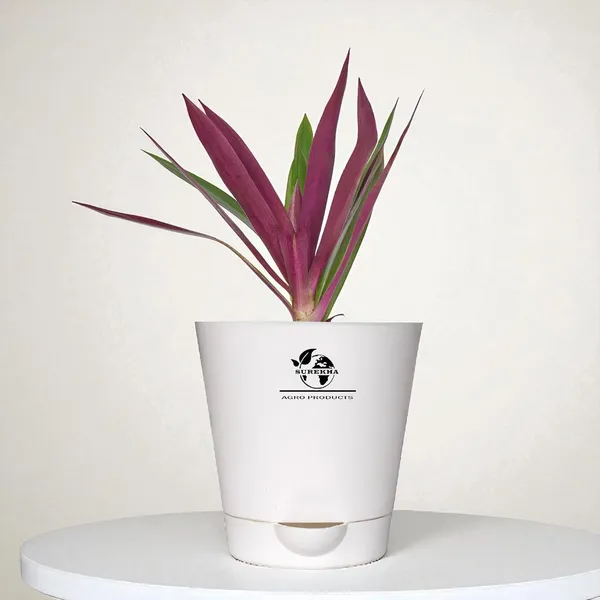 Rhoeo__Neon_Plant_With_Self_Watering_Pot