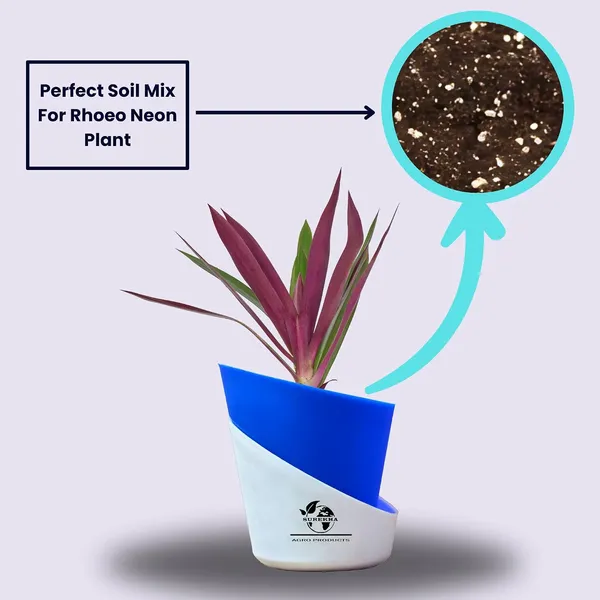 Rhoeo_Neon_Plant_With_Self_Watering_Pot