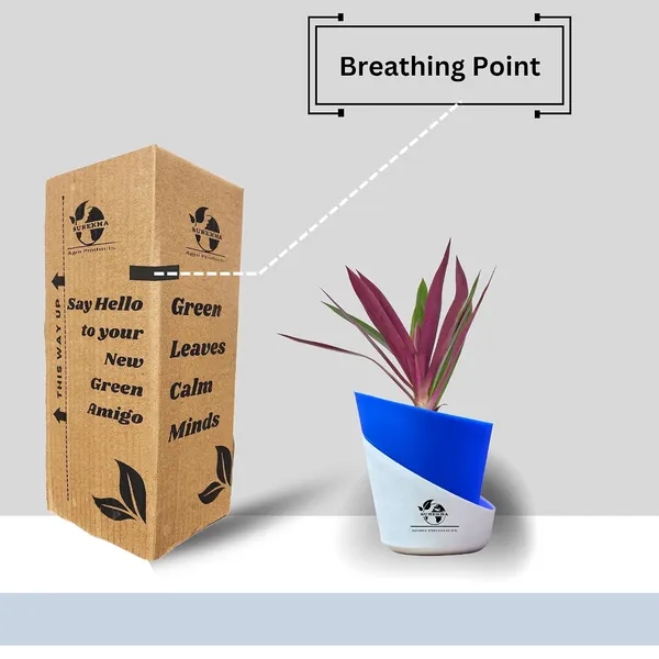 Rhoeo_Neon_Plant_With_Self_Watering_Pot