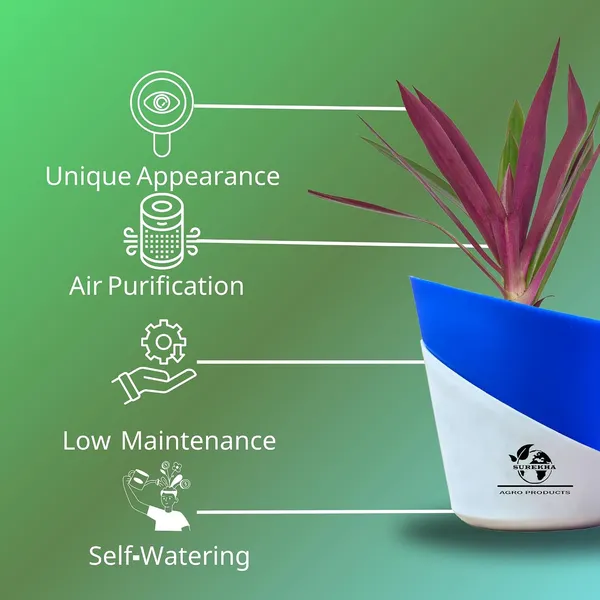 Rhoeo_Neon_Plant_With_Self_Watering_Pot