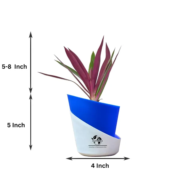 Rhoeo_Neon_Plant_With_Self_Watering_Pot