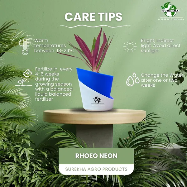 Rhoeo_Neon_Plant_With_Self_Watering_Pot