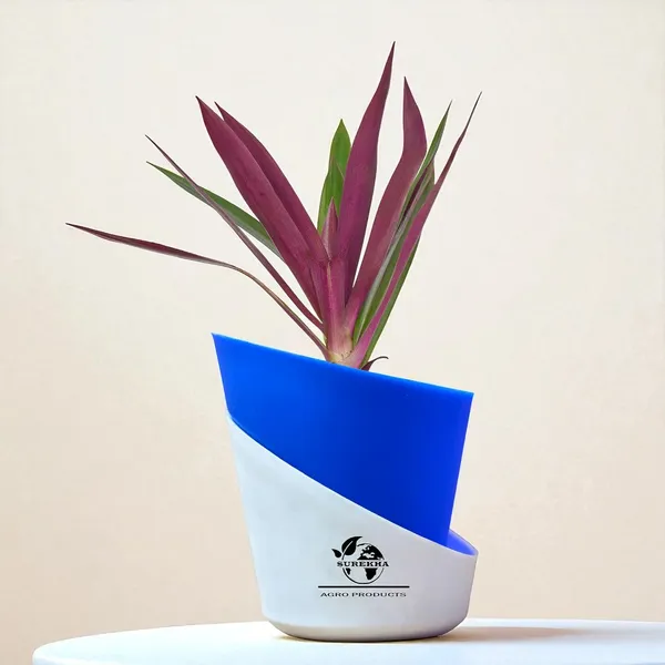 Rhoeo_Neon_Plant_With_Self_Watering_Pot