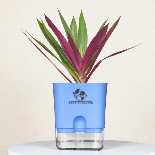 Rhoeo_Neon_Plant_With_Self_Watering_Pot