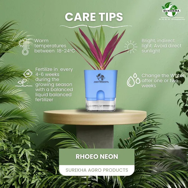 Rhoeo_Neon_Plant_With_Self_Watering_Pot