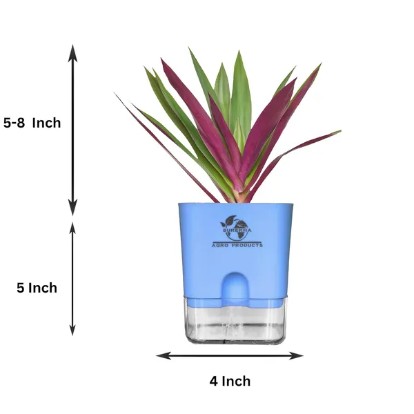 Rhoeo_Neon_Plant_With_Self_Watering_Pot