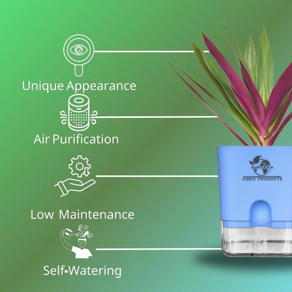 Rhoeo_Neon_Plant_With_Self_Watering_Pot
