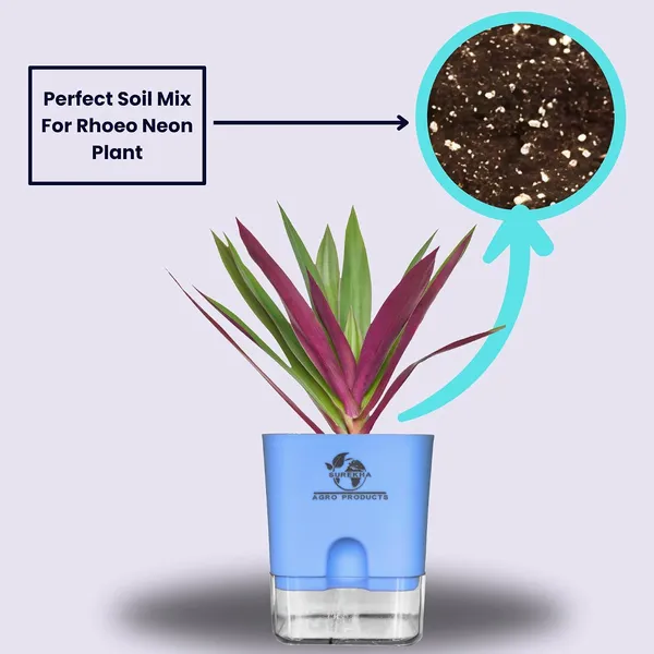 Rhoeo_Neon_Plant_With_Self_Watering_Pot