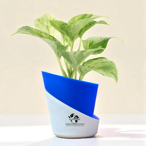 Marble_Queen_Pothos_In_Self_Watering_Pot
