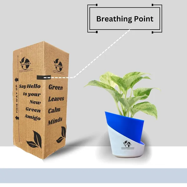 Marble_Queen_Pothos_In_Self_Watering_Pot