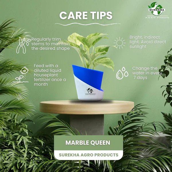 Marble_Queen_Pothos_In_Self_Watering_Pot