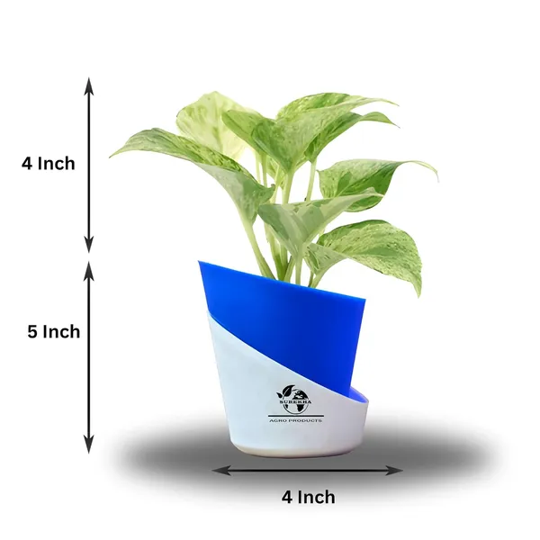Marble_Queen_Pothos_In_Self_Watering_Pot