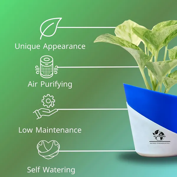 Marble_Queen_Pothos_In_Self_Watering_Pot