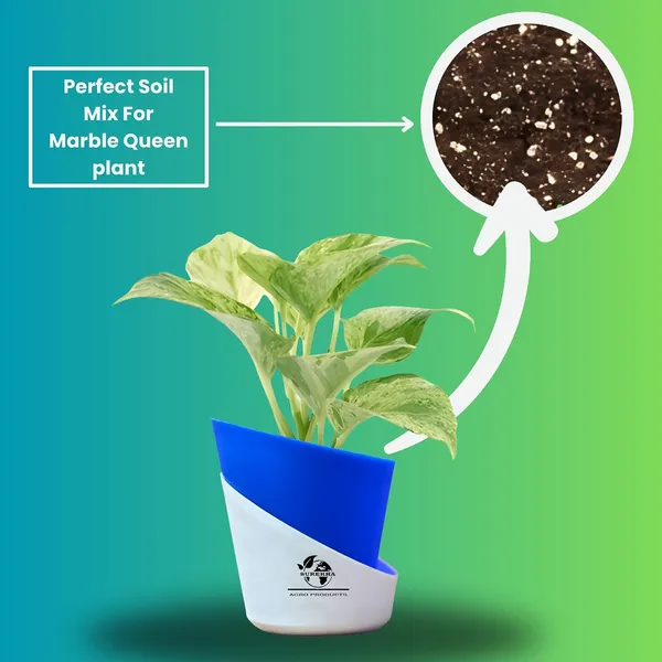 Marble_Queen_Pothos_In_Self_Watering_Pot