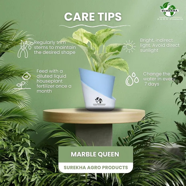Marble_Queen_Pothos_Plant_In_Self_Watering_Pot