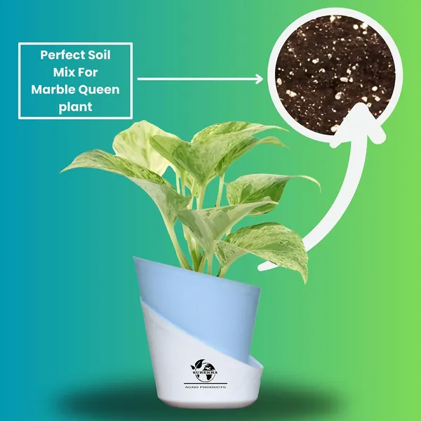 Marble_Queen_Pothos_Plant_In_Self_Watering_Pot