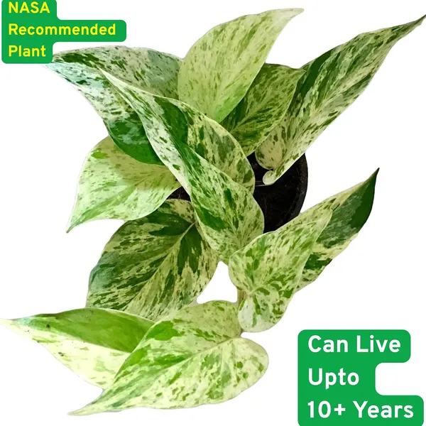 Marble_Queen_Pothos_Plant_In_Self_Watering_Pot