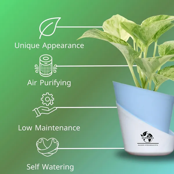 Marble_Queen_Pothos_Plant_In_Self_Watering_Pot