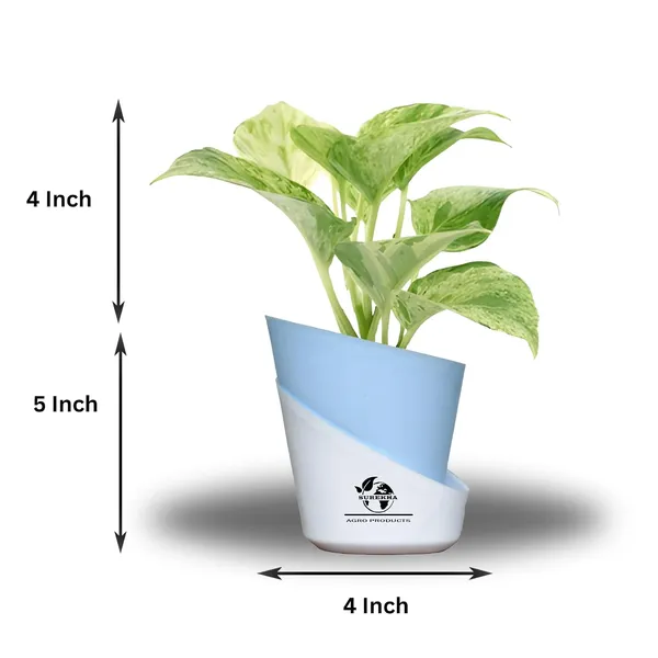 Marble_Queen_Pothos_Plant_In_Self_Watering_Pot