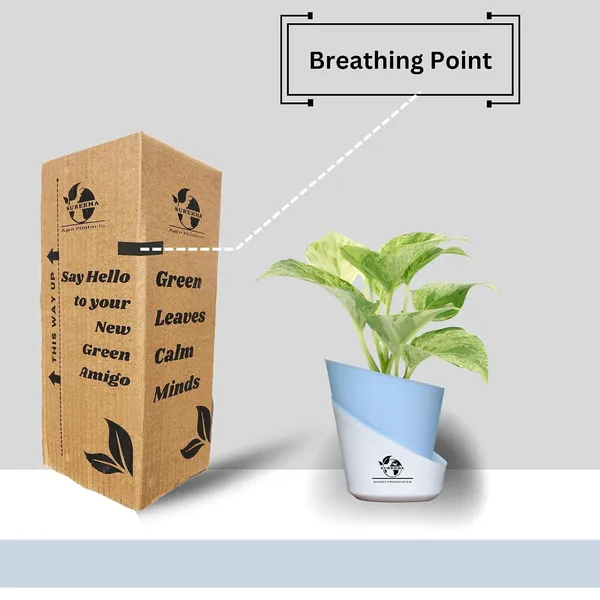 Marble_Queen_Pothos_Plant_In_Self_Watering_Pot