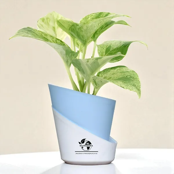 Marble_Queen_Pothos_Plant_In_Self_Watering_Pot