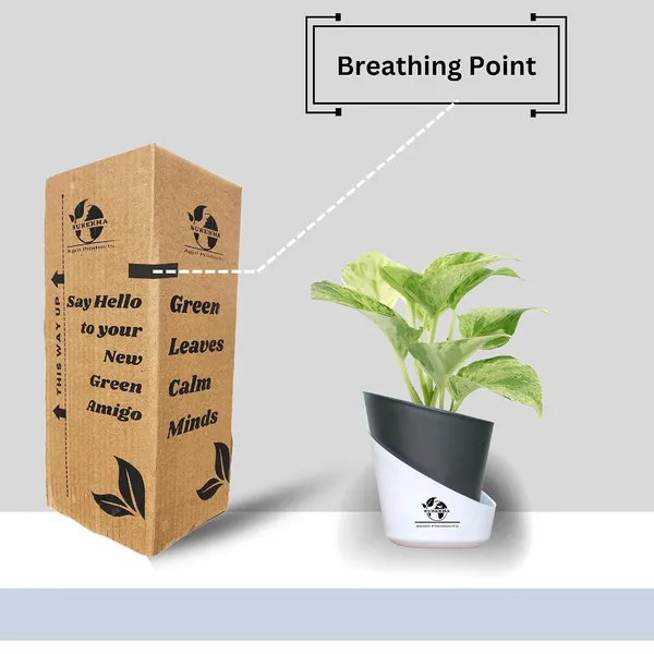 Marble_Queen_Pothos_Plant_In_Self_Watering_Pot
