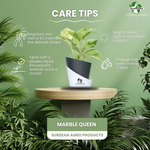Marble_Queen_Pothos_Plant_In_Self_Watering_Pot