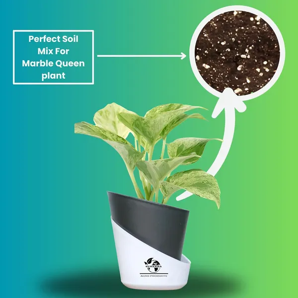 Marble_Queen_Pothos_Plant_In_Self_Watering_Pot
