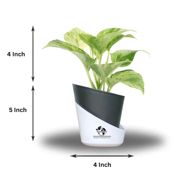 Marble_Queen_Pothos_Plant_In_Self_Watering_Pot