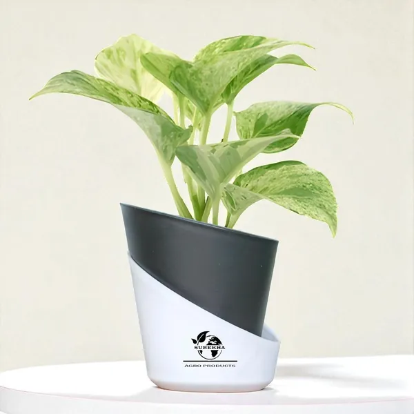 Marble_Queen_Pothos_Plant_In_Self_Watering_Pot