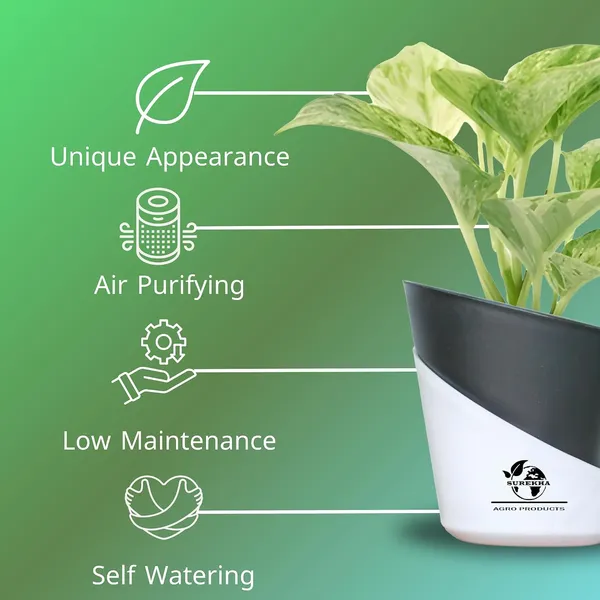 Marble_Queen_Pothos_Plant_In_Self_Watering_Pot