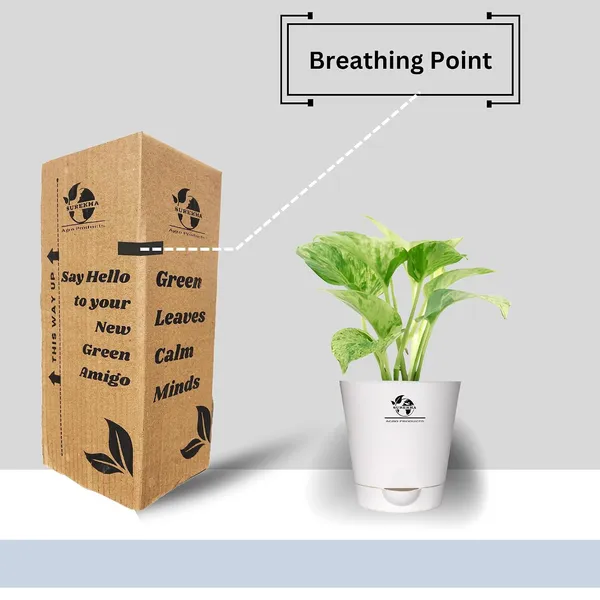 Marble_Queen_Pothos_In_Self_Watering_Pot