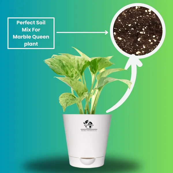 Marble_Queen_Pothos_In_Self_Watering_Pot