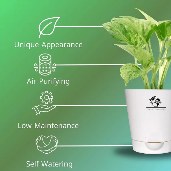 Marble_Queen_Pothos_In_Self_Watering_Pot