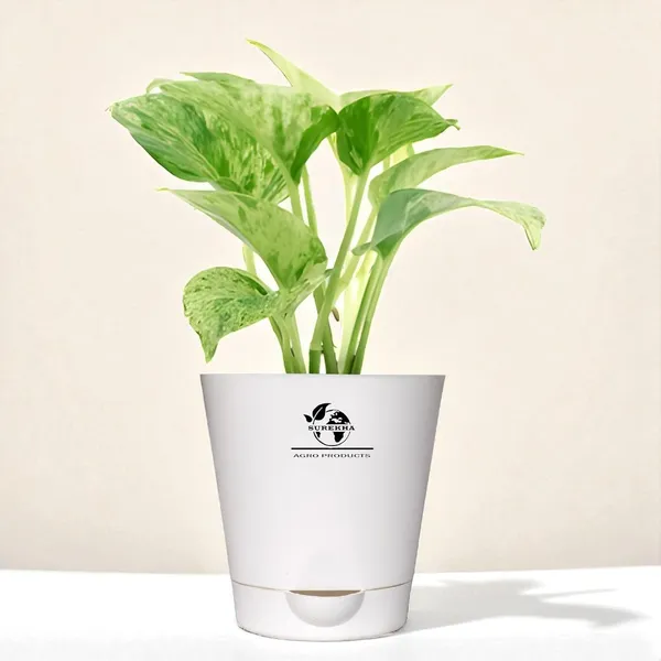 Marble_Queen_Pothos_In_Self_Watering_Pot