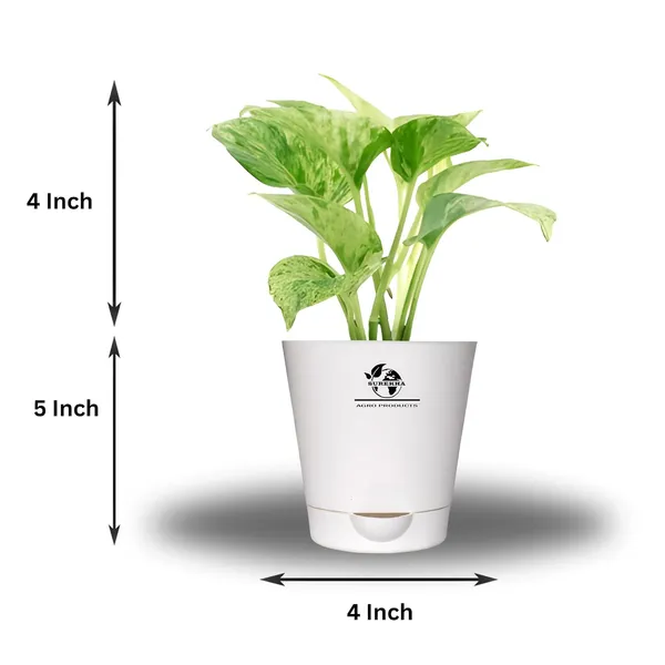 Marble_Queen_Pothos_In_Self_Watering_Pot
