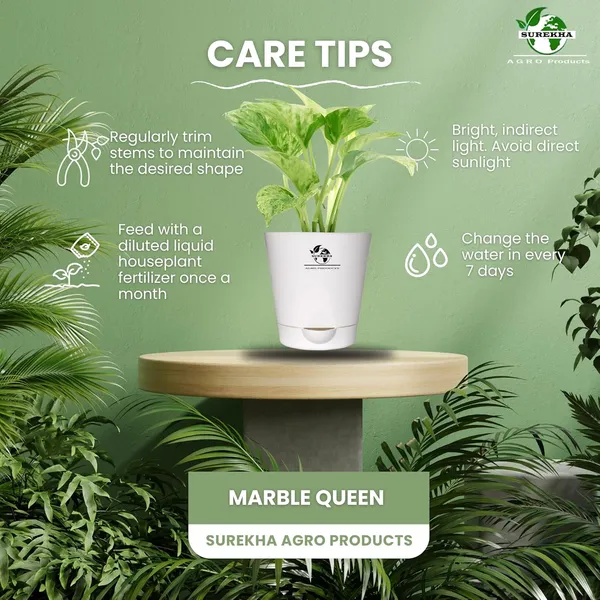 Marble_Queen_Pothos_In_Self_Watering_Pot