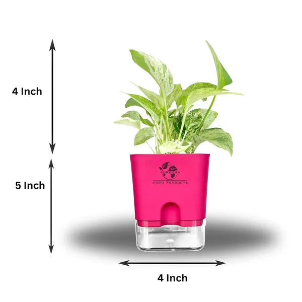 Marble_Queen_Pothos_Plant_In_Self_Watering_Pot